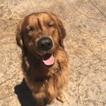 TEDDY HENDERSON - @tedthedoggoooo - Instagram