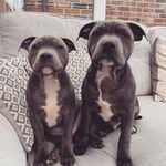 Teddy & Hendrix - @2bluestaffieboys - Instagram
