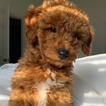 Teddy-Hendrix - @sleepyboyteddy - Instagram