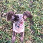 King Ted 🐶🐾👑 - @teddy.bean.hennessey - Instagram