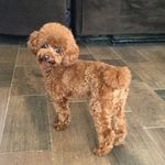 Teddy (Ted Ted) - @toypoodleteddyhennessy - Instagram