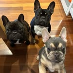 Bella & Teddy & Henry - @frenchies_of_williamstown_ - Instagram