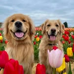 Teddy & Henry - @teddyandhenrythegoldens - Instagram