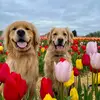 Teddy + Henry - @teddyandhenrythegoldens - TikTok