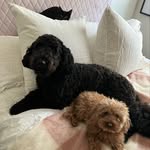 Teddy, Henry & Ziggy - @teddyhenryziggy - Instagram