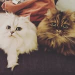 Teddy&Henry - @tinyteddyhenry - Instagram