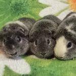 Розплідник мурчаків Тедді Хаус - @teddy_house_777 - Instagram