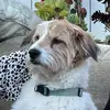 jillian - @teddyshouse1 - TikTok