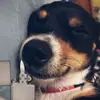 teddy’s house - @teddyshouse0 - TikTok