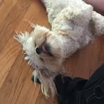 Teddy Howard - @teddythe_dog_ - Instagram
