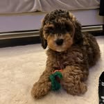 Teddy John Howard - @teddyspawstagram - Instagram