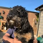 Teddy - @teddy_howard_ - Instagram