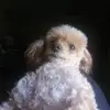 teddyhoward2009 - @teddyhoward - TikTok