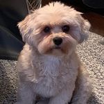 Teddy Betty Howe - @teddybettyhowe - Instagram