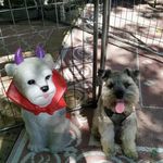 Teddy Howe - @teddyhowedog - Instagram