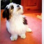 Teddy - @teddy01broadhurst - Instagram