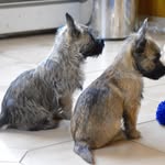 Teddy and Ike - @presidential_pups - Instagram