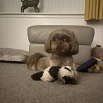 Teddy Ingram 🐶 - @teddy_ingram01 - Instagram