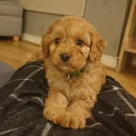 Eddy Inman 🐶🥰 - @eddybear2021 - Instagram