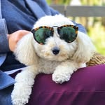 SirTeddy 🐶👓 - @teddyinmanhattan - Instagram