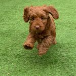Teddy Irwin - @teddysnortherntails - Instagram
