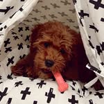 Teddy Jacobs🐶 - @girlnamedteddy - Instagram