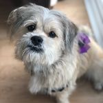 Jasper❤️🐶 - @jasper_the_teddy_bear_ - Instagram