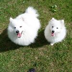 Teddy & Jasper - @teddyandjasperjapspitz - Instagram