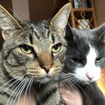 Teddy & Jasper - @bestbrotherz - Instagram