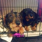 Teddy & Jasper - @_staakdogs_ - Instagram