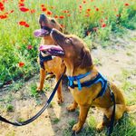 Teddy & Jasper - @teddy__jasper_double_trouble - Instagram