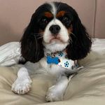 TEDDY AND JASPER - @jasandted - Instagram