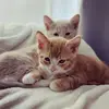 teddy and jasper - @tedandjasper - TikTok