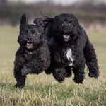 Teddy Bear & Jasper Goose - @teddy_jasper - Instagram