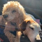 Teddy, Jasper, & co - @teddyrubyandco - Instagram