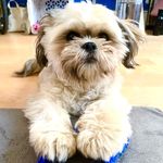 Teddy Jasper Jjolmang Lee - @upperwestteddy - Instagram