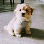 Teddy Tucker, Coco & Jasper - @teddy_tucker_and_friends - Instagram