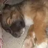 hazel - @teddyjoseph36 - TikTok
