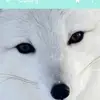 joyce_teddy_love  - @joyce_teddy_love - TikTok