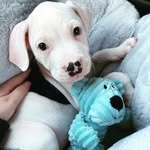 Teddy Joyce 🐶 - @teddythebullstaff - Instagram