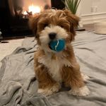 Teddy Kane - @teddy_the_havenese - Instagram