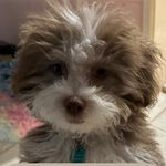 Teddy Kane - @teddyfluffball0807 - Instagram