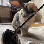 Teddy - @teddy_kangaroo_ears - Instagram
