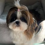 Teddy khanom - @teddy_khanoom___shitzoo__ - Instagram