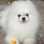 Teddy - @teddy_khan.pomer - Instagram