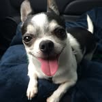 Teddy Lewis - @teddych1huahua - Instagram