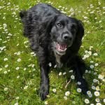 Teddy Lewis - @teddy_the_sprocker - Instagram