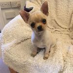 Teddy🐶💙 - @_teddy.lloyd_ - Instagram