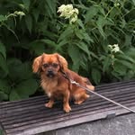 Teddy Lloyd - @hunden.teddy - Instagram