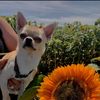 teddy lloyd🐾 - @teddytots - TikTok